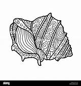Shell Sea Zentangle Coloring Outline Drawing Decorative Illustration Alamy Vector sketch template