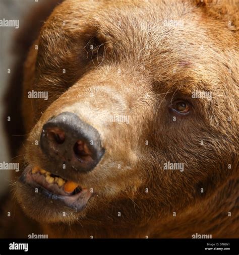 scary bear high resolution stock photography  images alamy