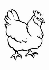 Poule Coloriage Ayam Coloriages Ferme Dessin Imprimer Colorier Poulailler Pâques sketch template