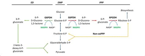 nadph generation  glucose  phosphate dehydrogenase