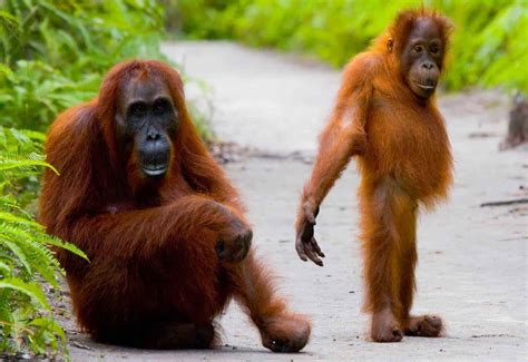 amazing orangutan safaris travel magazine   curious