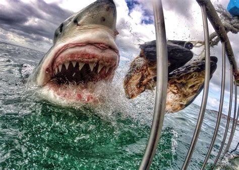 badass photos from gopro cameras white sharks shark images shark