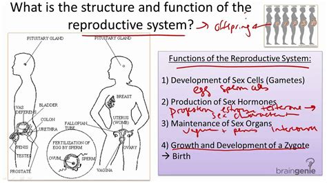 8 10 Reproductive System Structure And Function Youtube