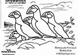 Coloring Pages Puffins Puffin Resources Natural Newfoundland Edupics Getcolorings Popular Large Printable sketch template