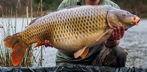 Can You Eat Carp And How Does It Taste