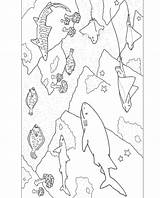 Sharks Aquarium Monterey Rays sketch template