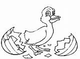 Duckling Hatches sketch template