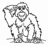 Orangutan Clipart Coloring Cartoon Pages Color Clip Animals Cliparts Back Animal Print Sheet Library Gif sketch template