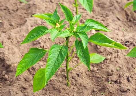 pepper plants  growing tips   solutions