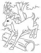 Coloring Pages Deer Kids Jumping Printable Bestcoloringpages Animal Books Colouring Red Drawings Choose Board sketch template