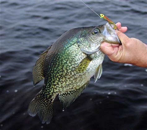 crappie diem flw fishing articles