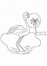 Coloring Pages Pink Getcolorings Flamingo sketch template