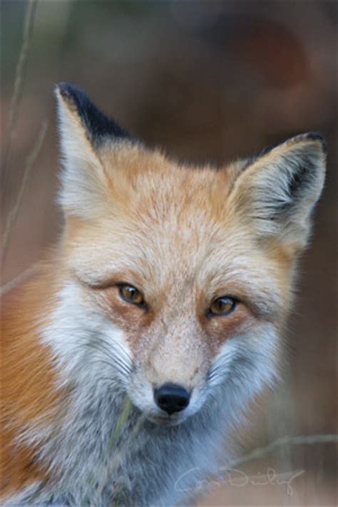 fox consworld
