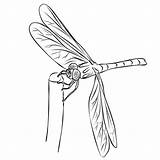 Dragonflies Clipart sketch template