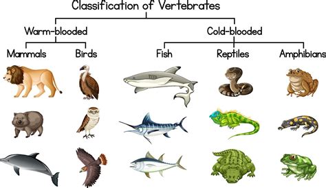 Diagram Showing Classification Of Vertebrates Vector Art At My Xxx