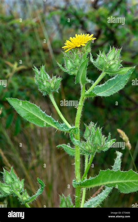 bristly oxtongue  res stock photography  images alamy