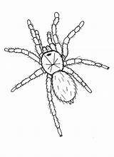 Zeichnung Tarantula Spinne Spider Hideous Malvorlagen Insekten Spinnen Tatuajes sketch template