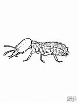 Termite Coloring Subterranean Eastern Termites Pages Coloringbay Color Online sketch template