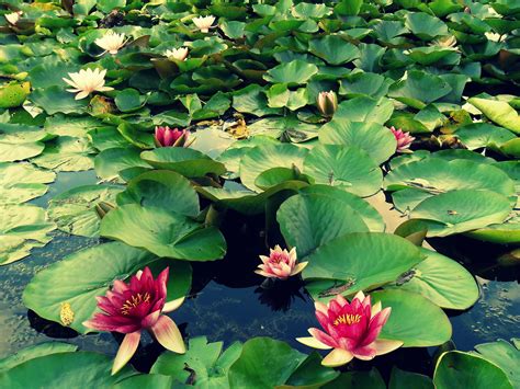 Gambar Pemandangan Alam Menanam Daun Bunga Kolam Makro Botani