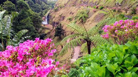 azores azores travel  country roads structures plants travel pictures plant planets