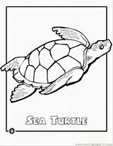 Coloring Sea Turtle Pages Endangered Animal Ocean Animals Printable Turtles Sheets Color Kids Colouring Baby Activities Print Drawing Earth Species sketch template