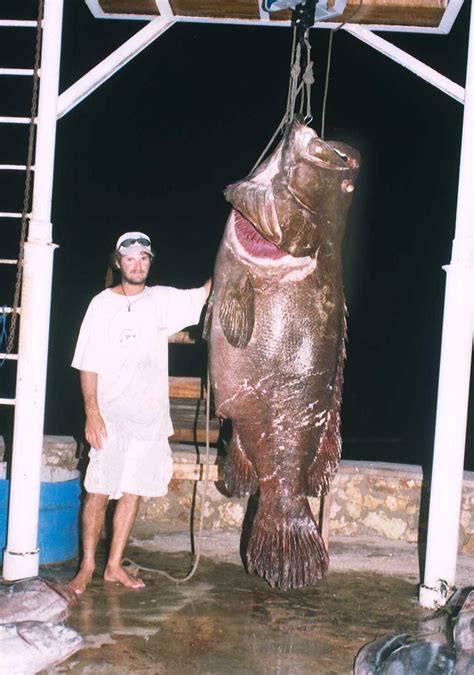 big fishes   world grouper giant epinephelus lanceolatus