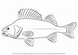 Perch Fish Anatomy Diagram Fishes Drawingtutorials101 Quizlet Koi sketch template