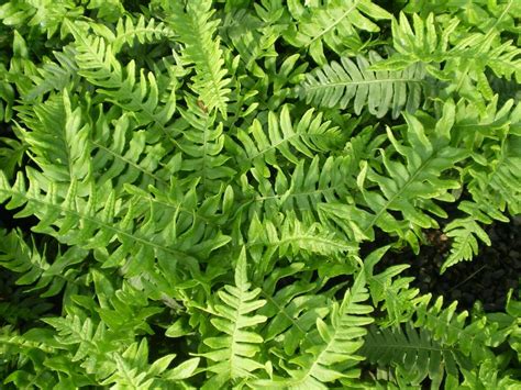 ferns provender nurseries wholesale nursery in swanley