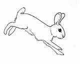 Coloring Hopping Bunny Landed Ground Pages sketch template