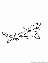 Shark Coloring Blacktip Template Pages sketch template