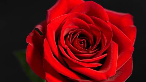 red rose flower background  pictures