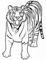 Tiger Coloring Pages Cougar Tigers Realistic Bengal Outline Printable Drawing Face Lion Lsu Print Color Kids Lions Paw Getcolorings Detroit sketch template
