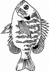 Bluegill Clipart Fish Coloring Pages Stencil Clip Bass Drawings Library Quilt Patterns Pyrography Wood Burning Template Tattoo Larger Credit Choose sketch template