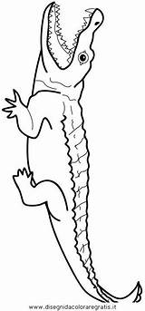 Coccodrillo Coccodrilli Krokodile Alligator Disegno Colorare Ausmalen Bookmark Disegnidacoloraregratis sketch template