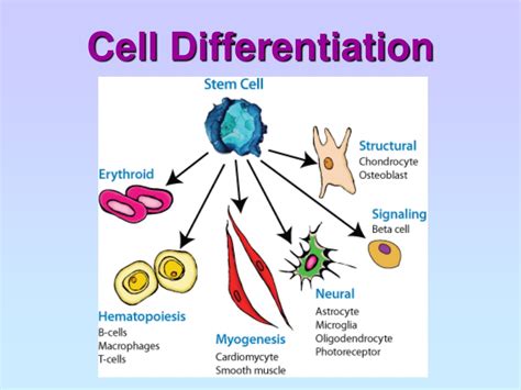 cell structure organisation powerpoint    id