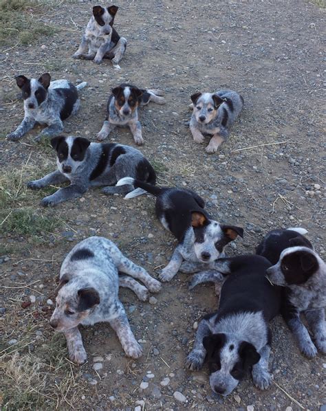 australian cattle dog puppies  sale wheatland ca