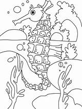 Seahorse Coloring Pages Box Kids Horse Printable Recommended Sea sketch template