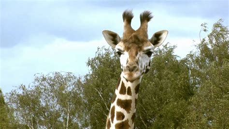 giraf safaripark beekse bergen youtube