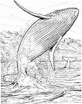 Whale Coloring Pages Colouring Blue Jumping Humpback sketch template