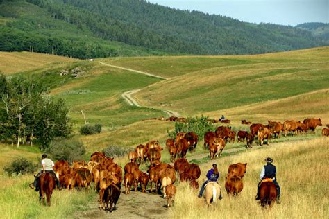 alberta working ranch canada horse riding holidays