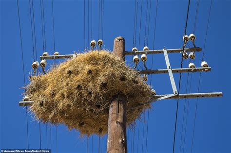 giant nests built  telephone poles   house  birds