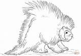 Porcupine Coloring Draw North American Pages Drawing Porcupines Realistic Printable Step Drawings Coloringbay Tutorials Supercoloring 93kb 333px Categories sketch template