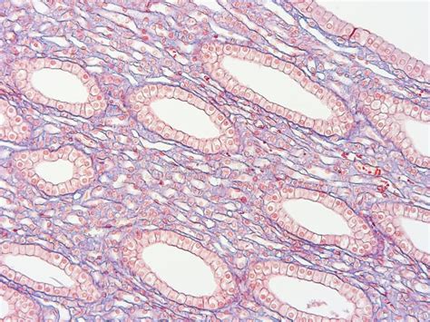 histology  human tissue stock image image  columnar