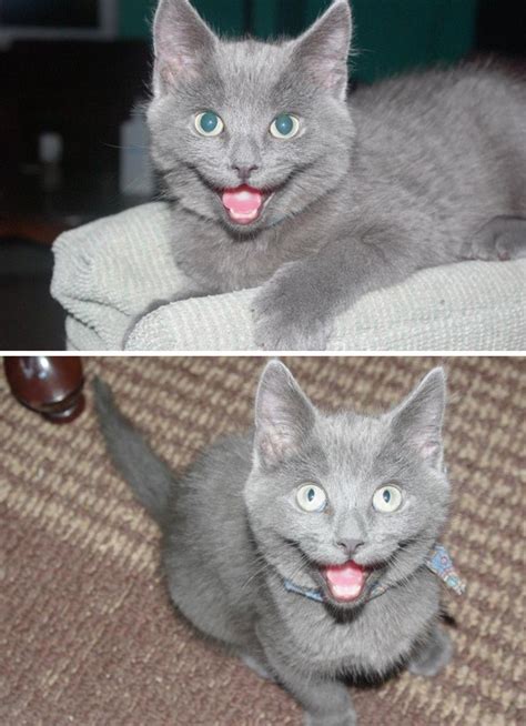 Non Importa Che Giornata Hai Avuto I 12 Gatti Più Sorridenti Del Web