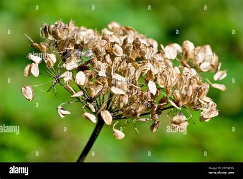 flat seed pods  res stock photography  images alamy