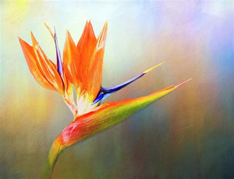 Bird Of Paradise 2 Digital Art By Casey Heisler Fine Art America