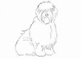 Sheepdog English Old Coloring 650px 03kb sketch template