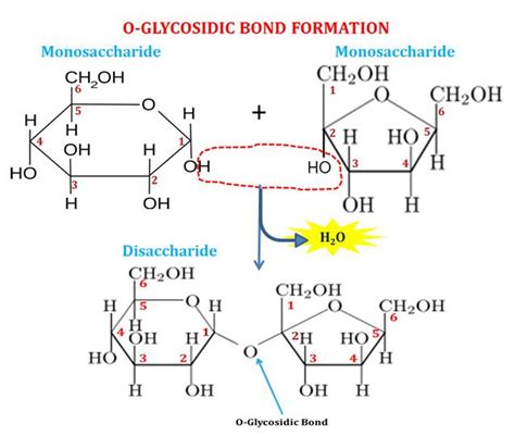structure  glycosidic bond teaching chemistry biochemistry