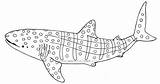 Shark Basking Designlooter sketch template
