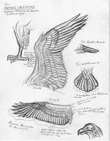 Anatomy Bird Studies Drawing Deviantart Ferox Canis Wing Sketches Sketch Animal Drawings Getdrawings Study Sketching Wings Choose Board sketch template